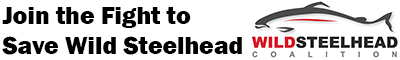 The Wild Steelhead Coalition