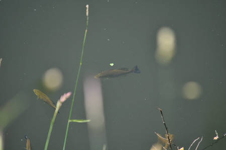 fish2.jpg