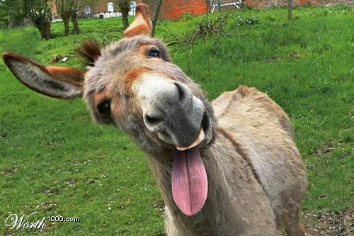 1277-donkeytongue.jpg