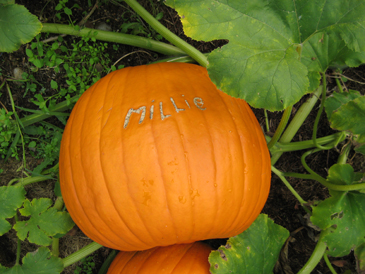 1422-MilliePumpkin.jpg