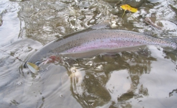 trout.JPG