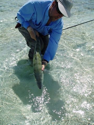 31_inch_Bonefish.jpg