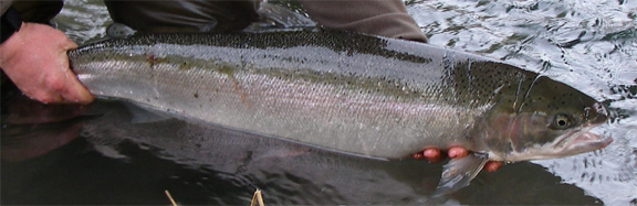 172-20hen.jpg