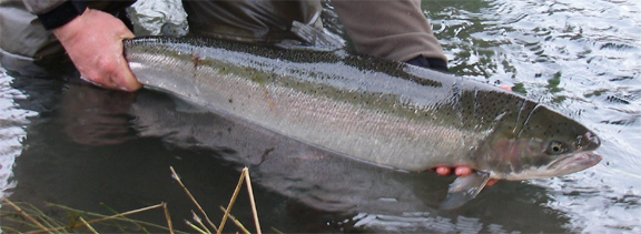 173-20hen2.jpg
