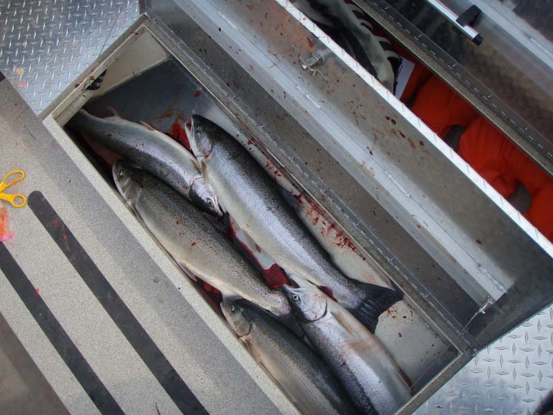 fishbox1.jpg fishbox1.jpg