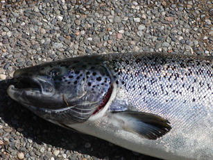 AtlanticSalmon005_resize.jpg