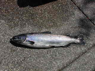 AtlanticSalmon004.jpg