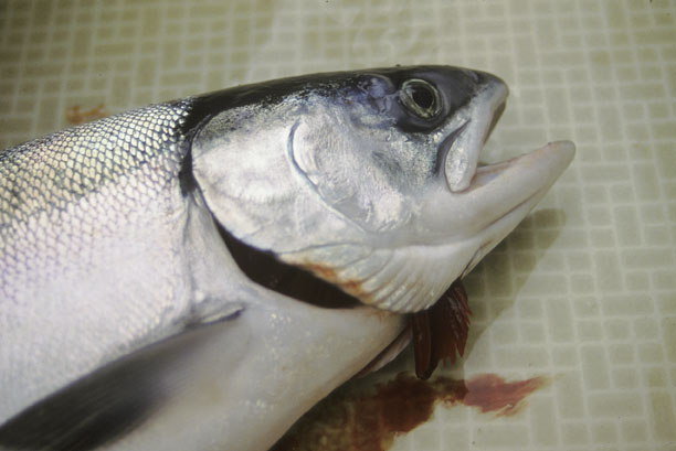 freshfish6.jpg freshfish6.jpg