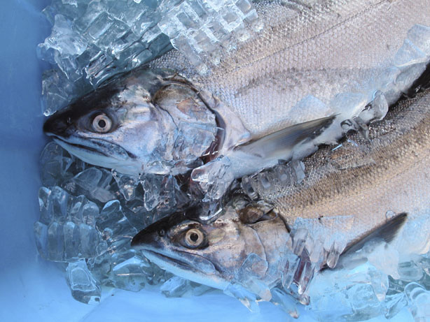 freshfish1.jpg freshfish1.jpg