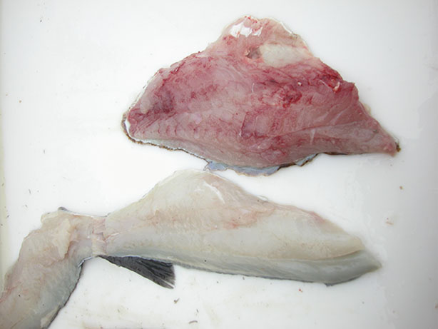 freshfish2.jpg