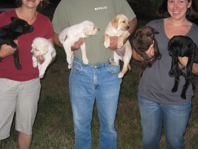 puppies.jpg