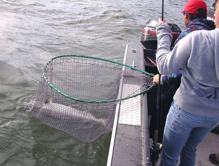 Beckman net bag  IFish Fishing Forum