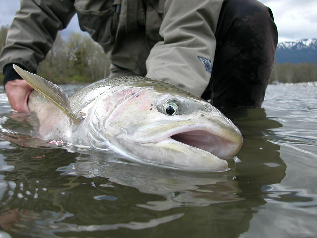 617-11555615cd.jpg