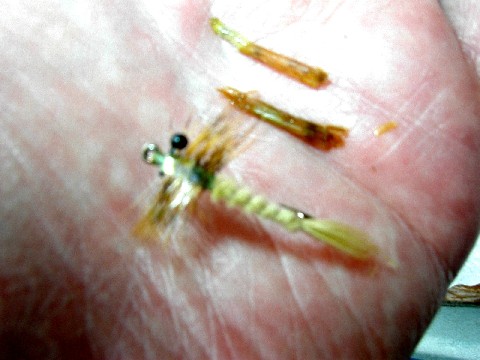 880-DamselNymph2.JPG