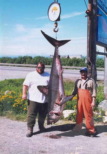 One of the more unusual catches you'll see while halibut fishing: this nearly 8 foot long salmon shark is NOT something we expec