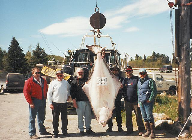 A barn-door flattie like this 250 pound halibut caught out of Ninilchik is something that would be a little more common sight on