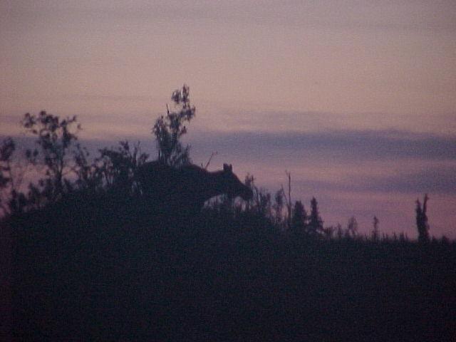 A moose makes a visit to the water's edge on a late evening June trip for first-run kings on the Kasilof.