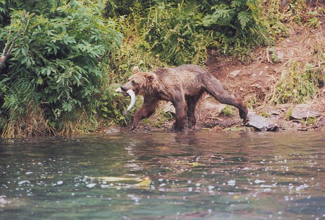 Fly-outs to the east side of Cook Inlet provide some super opportunities for bear viewing!