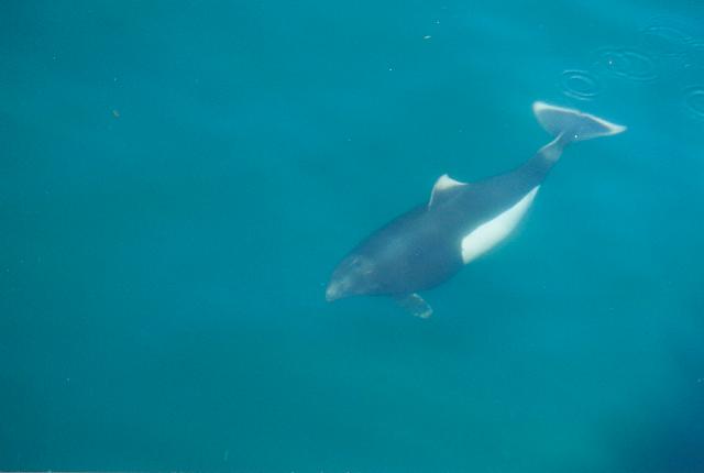 A Dall's Porpoise cruises alongside the tour boat on a Kenai Fjords cruise.