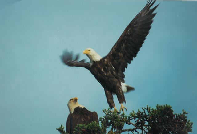 Where are you going? Eagles along the Kasilof River.