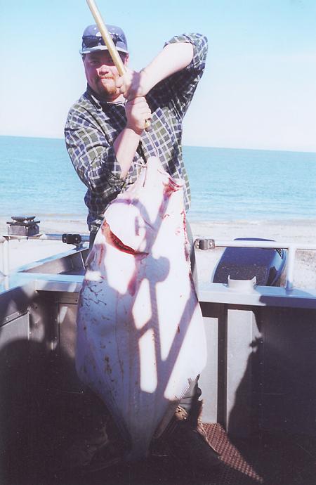 Capt. Bill puts this happy angler onto some nice halibut like this headed for the hold.