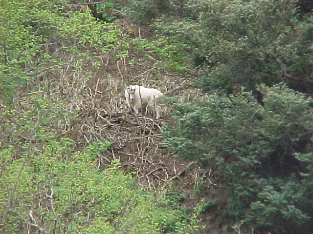 Mountain Goats overlooking our clamming activities in Kachemak Bay out of Homer.