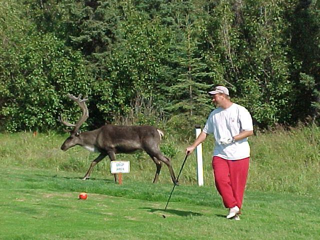 Caribou and other critters always have the right-of-way at local golf courses!