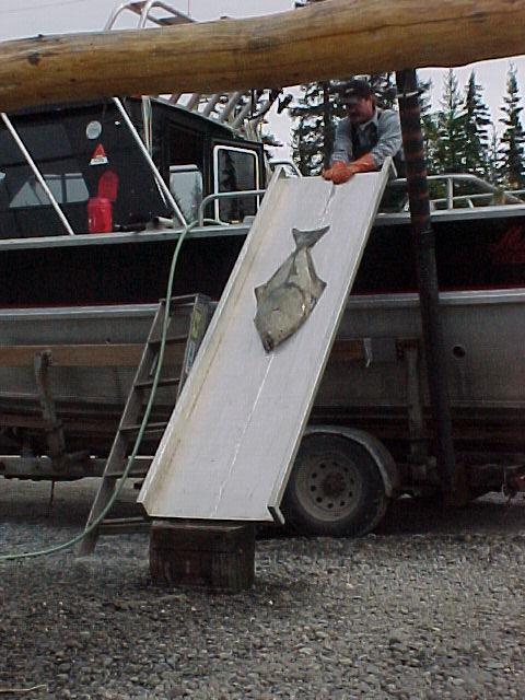 Art slides the first halibut down the chute off the Windigo in the starting moments of the a great "Halibut Race".