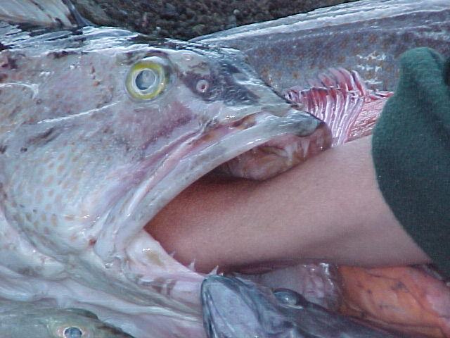 A look at the mouth of one of those toothy Seward lings ... barely advisable dead, don't try this when they're alive!