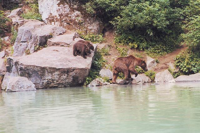 Mom leads the way for a pair of young cubs competing for the same salmon we're looking for!