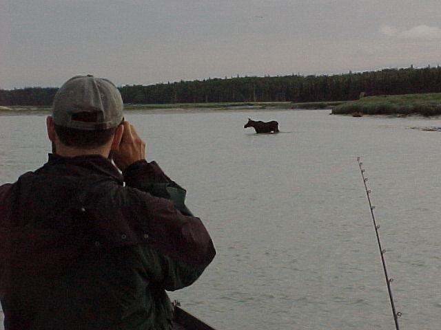 Momma moose gives anglers waiting for kings to bite a not-so-unusual photo op.