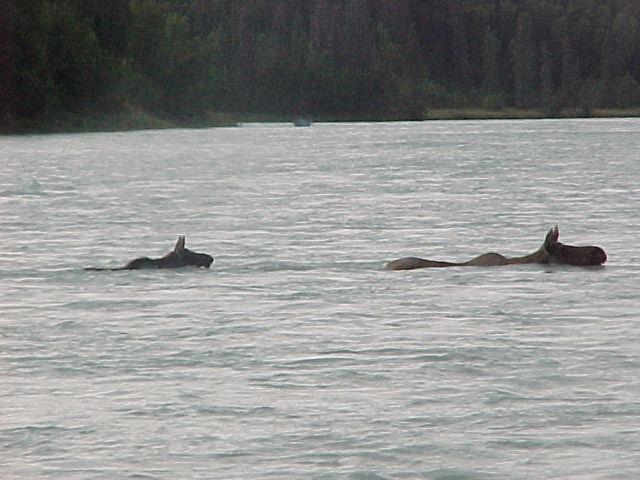 River serpents of the Kasilof!