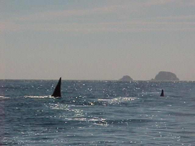 We're not the only ones fishing! Orcas on patrol outside of Seward.