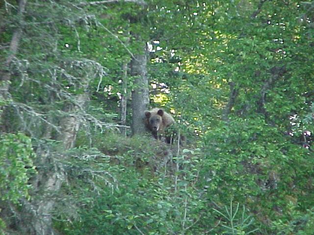 A young brown bear awaits scraps from the fish cleaning table.