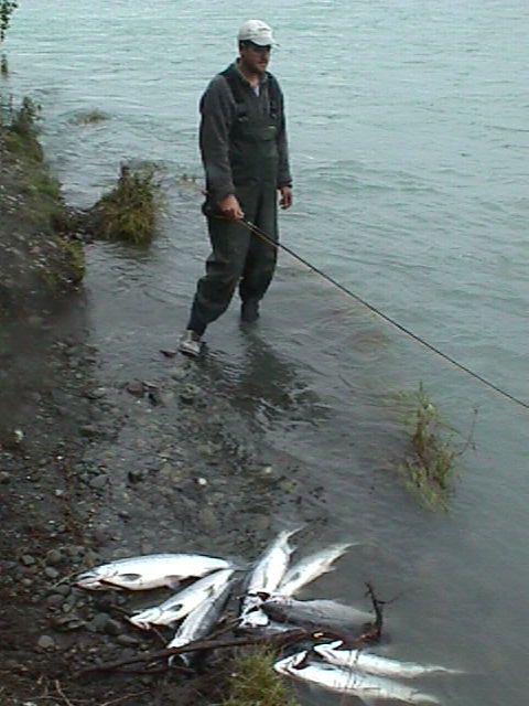 The sockeye pile up on a mid-river Kenai sockeye trip.