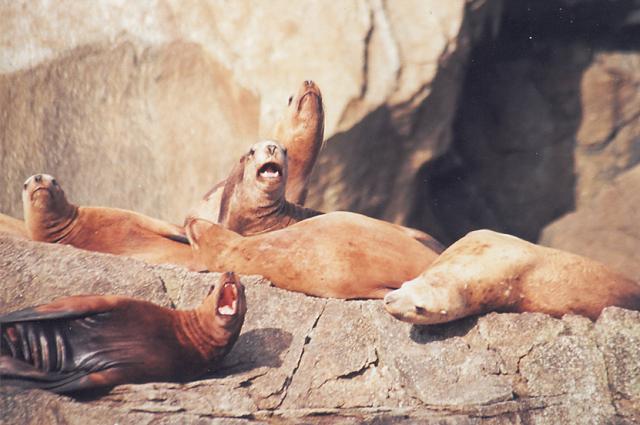 The sea lions awakening from a nap bellow a few notes for anglers out of Seward.