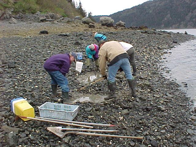 Steamers (clams) out of Homer are a favorite.