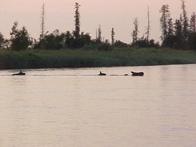 Kasilof River serpents, part deux.