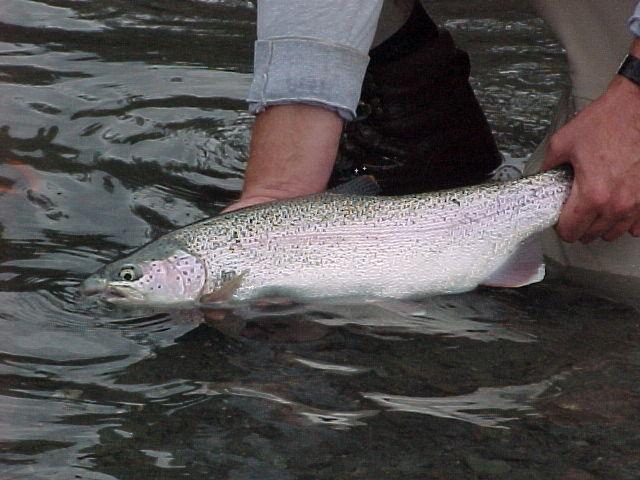 A typical rainbow from an upper Kenai float trip.