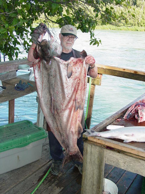 A Kenai king skin prepared for a mount.