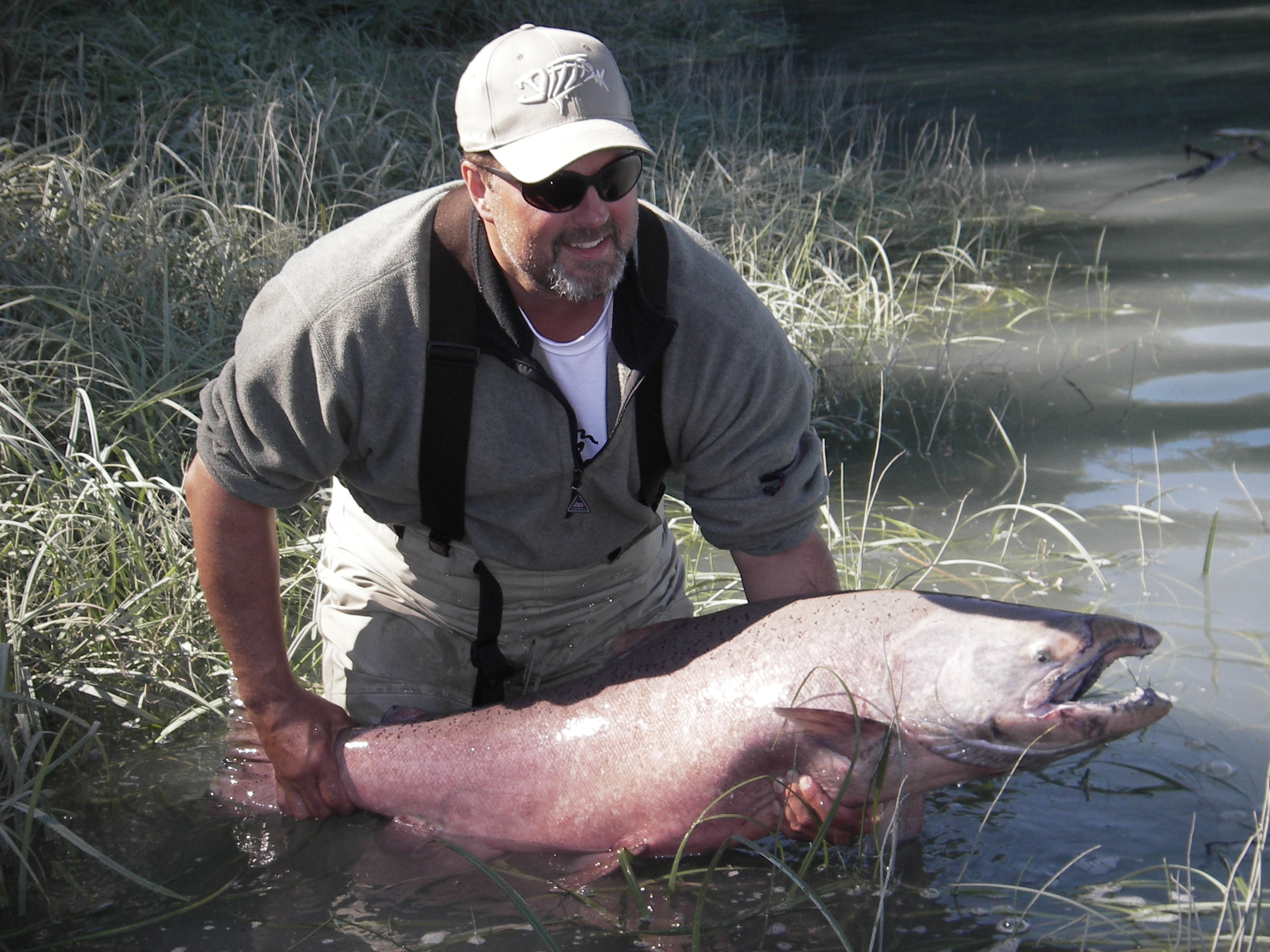 An oversized Kasilof king headed back into the river.