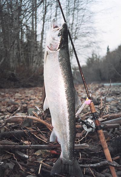 Bogachiel River hatchery steelhead.