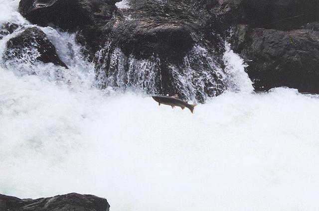 Steelhead jumping the Salmon Cascades on the upper Sol Dyc.