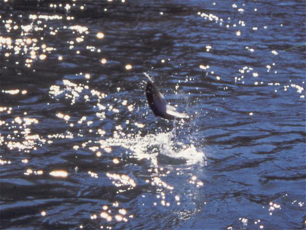 A Sol Duc steelhead tries to shake the hook.