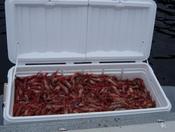 mess of Spot prawns
