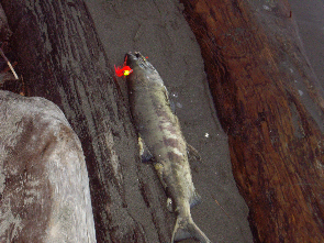 IMGP0943