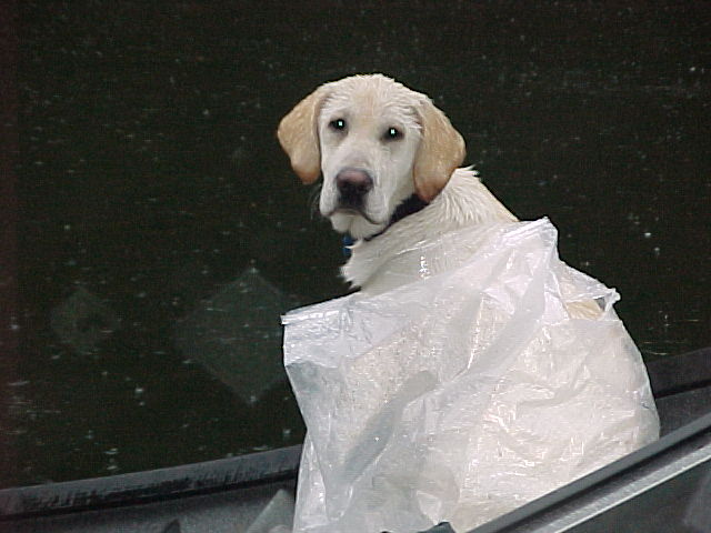 The dog even needed some raingear on this wet spring day!