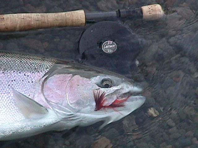 OP steelhead on the fly.