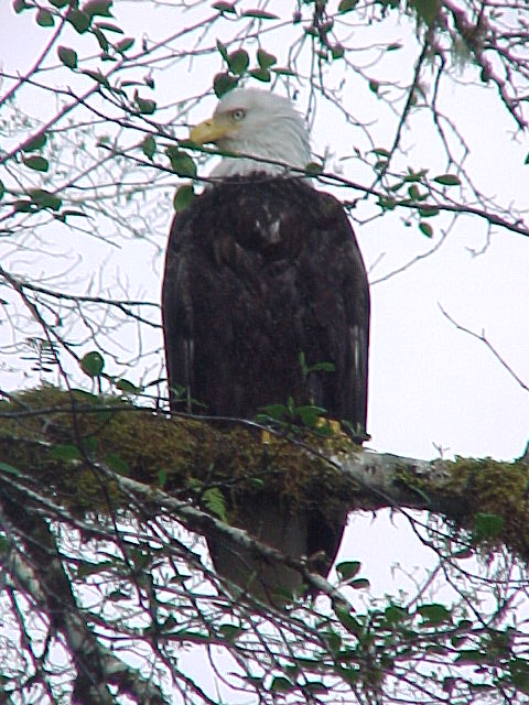 This one is keeping a close eye on us.