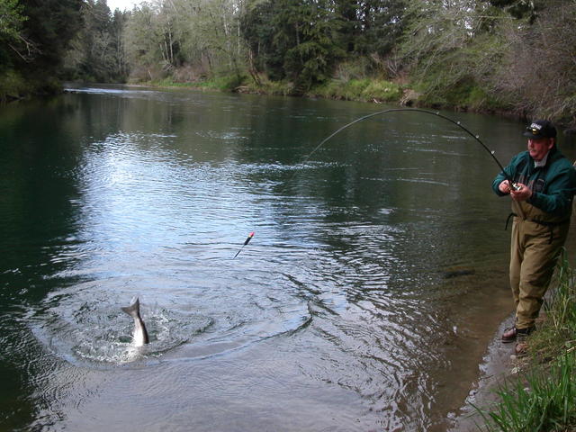 'duc hunter, living up to his name, works a spring chinook into shore.